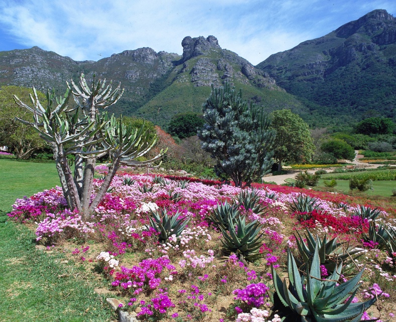 cape town uncovering